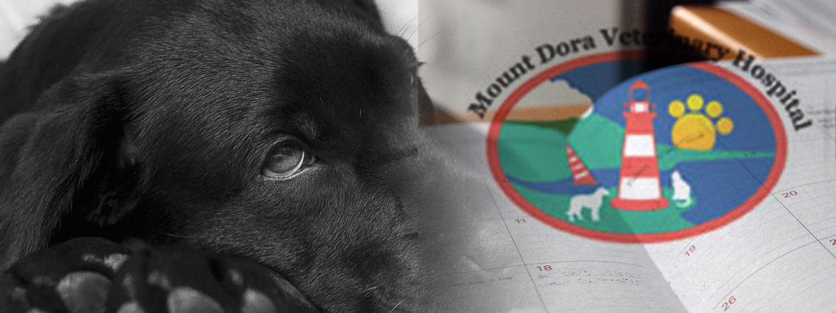 Sick dog and appointment book with Mount Dora Veterinary Hospital logo super imposed